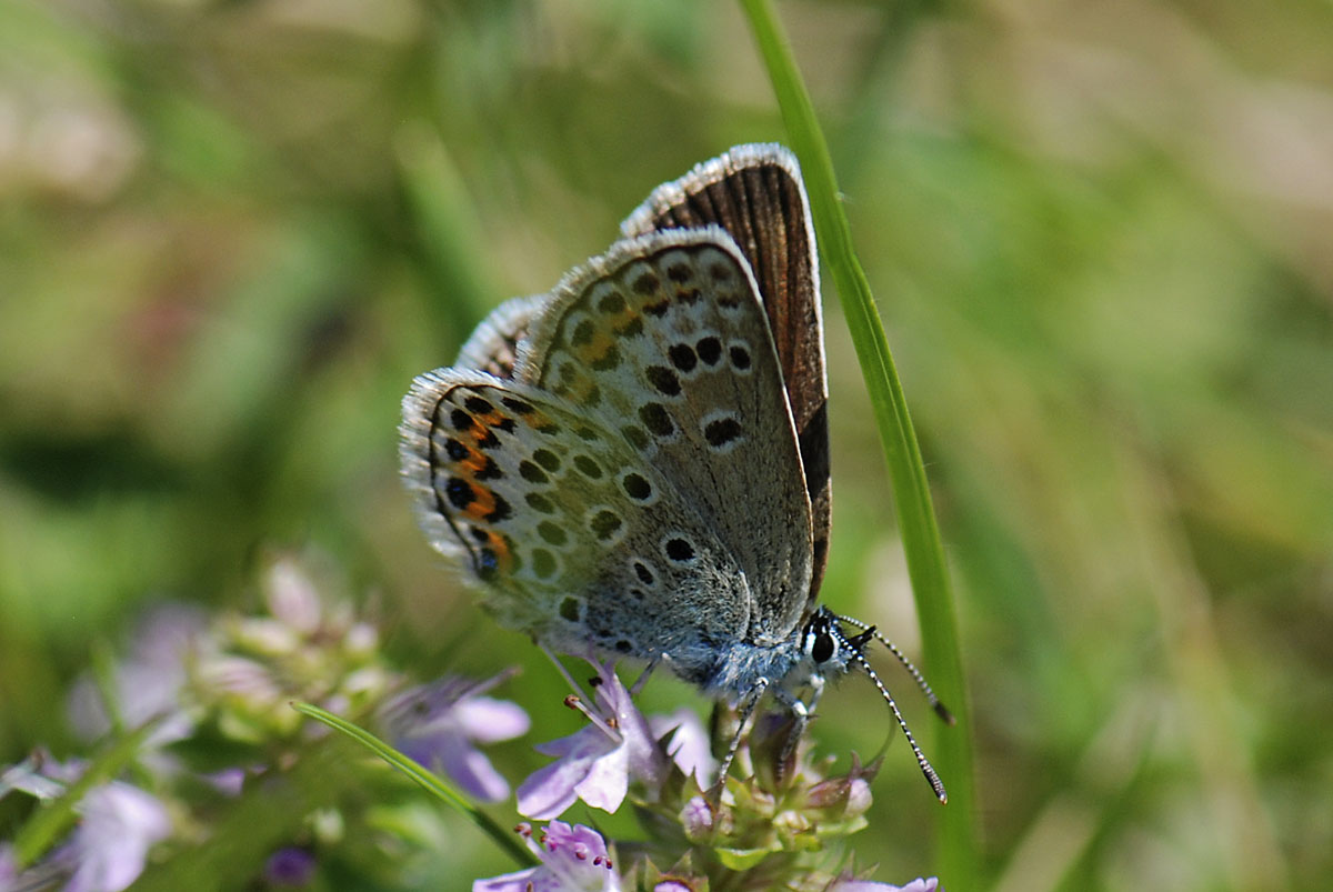 Lycaenidae da id.